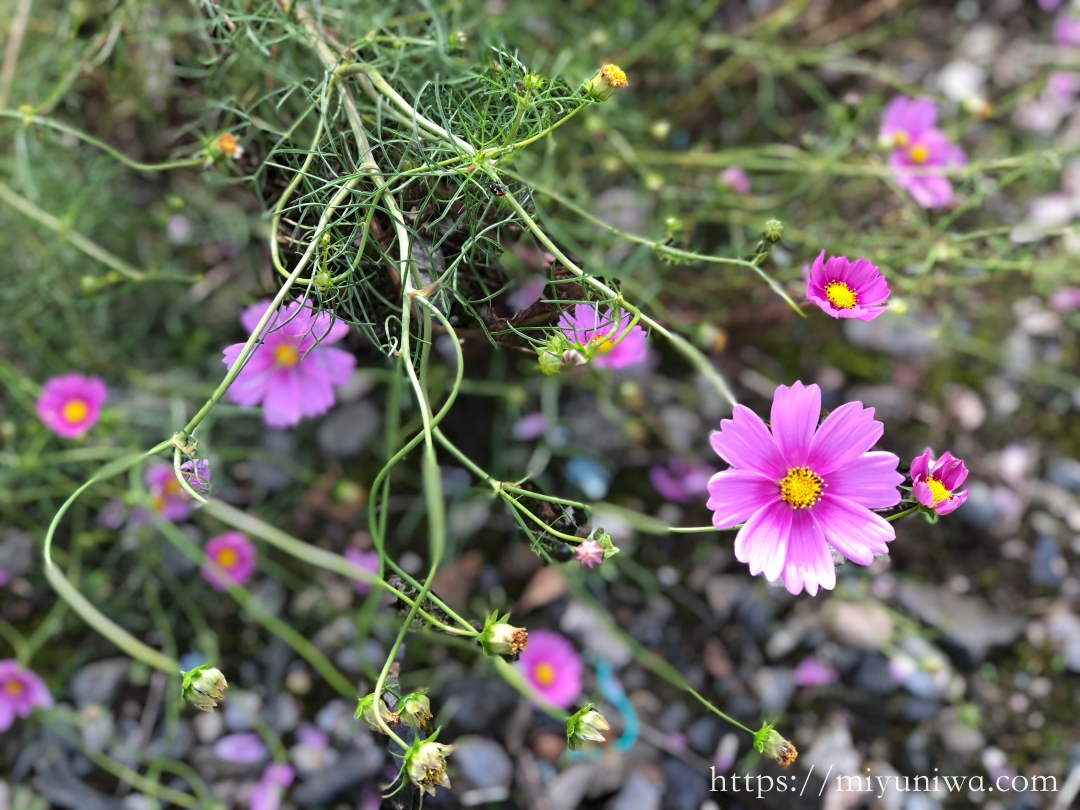 秋に植えるおすすめ植物：コスモス