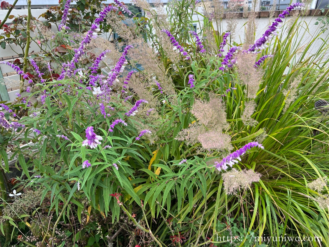 秋に植えるおすすめの植物：アメジストセージ