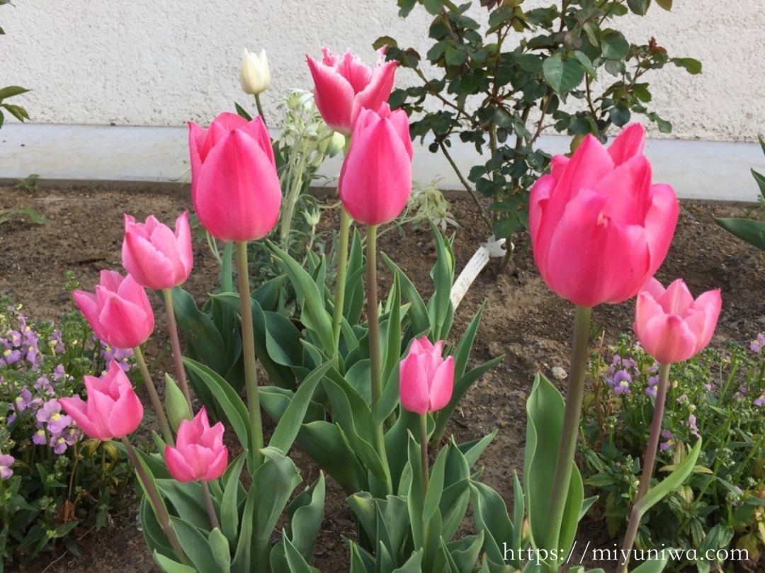 秋に植えるおすすめの植物：チューリップ