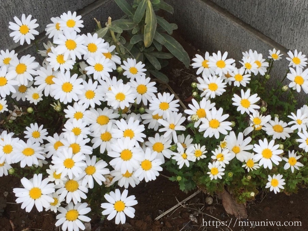 秋に植えるおすすめ植物：ノースポール