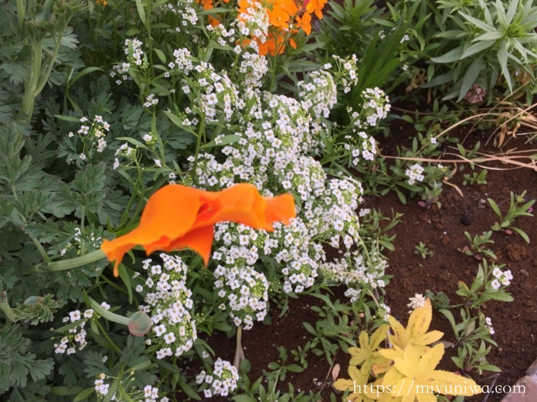 秋に植えるおすすめ植物：スイートアリッサム