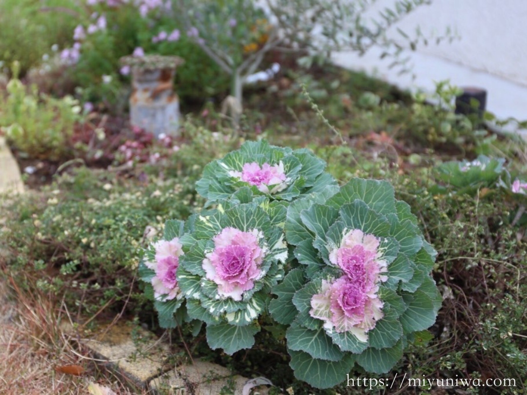 秋に植えるおすすめの植物：葉牡丹