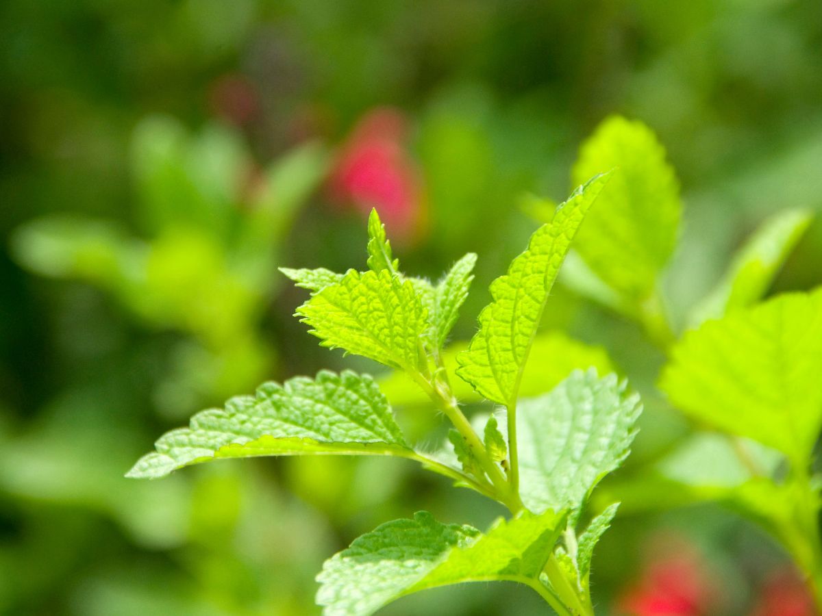 レモンバームを植えてはいけないと言われる理由