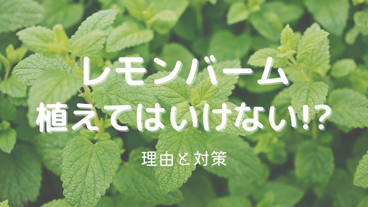 レモンバームを植えてはいけない理由は繁殖力！地植えに注意