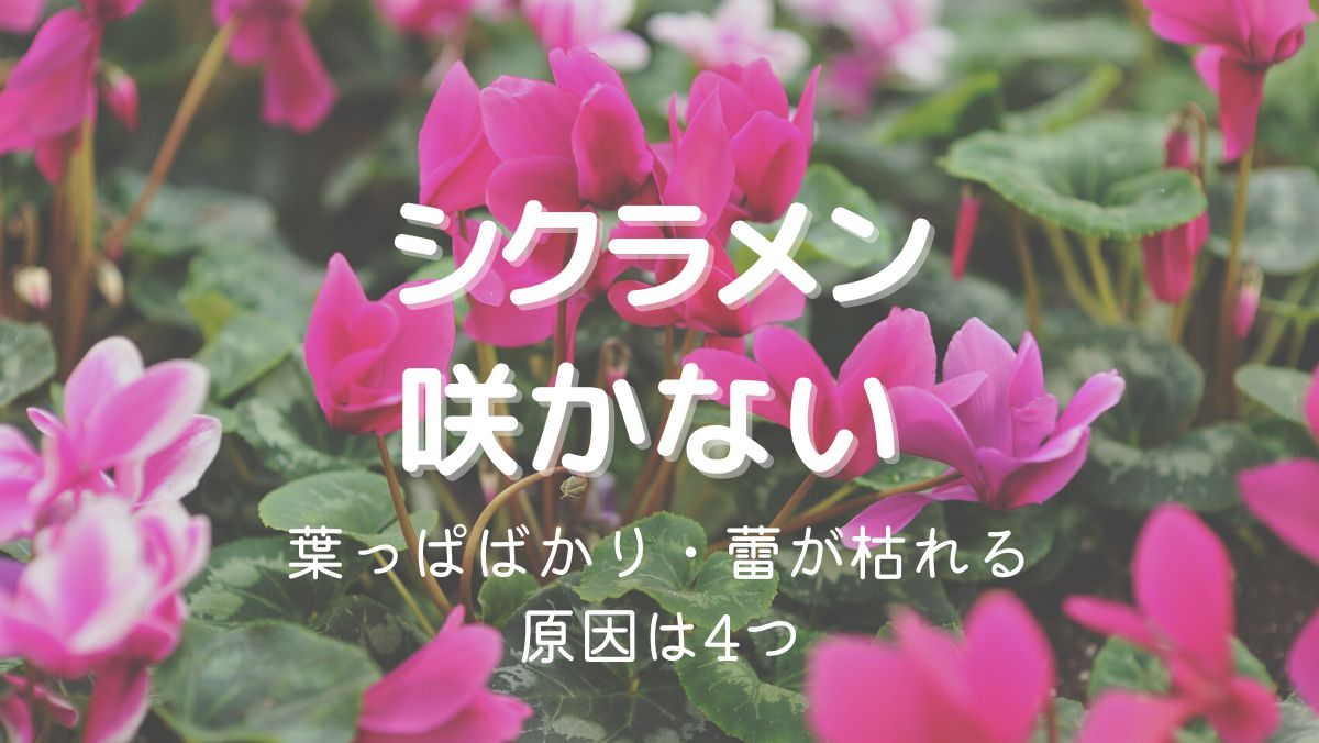 シクラメンの花が咲かない原因！葉っぱばかり、蕾のまま枯れる場合の対処法