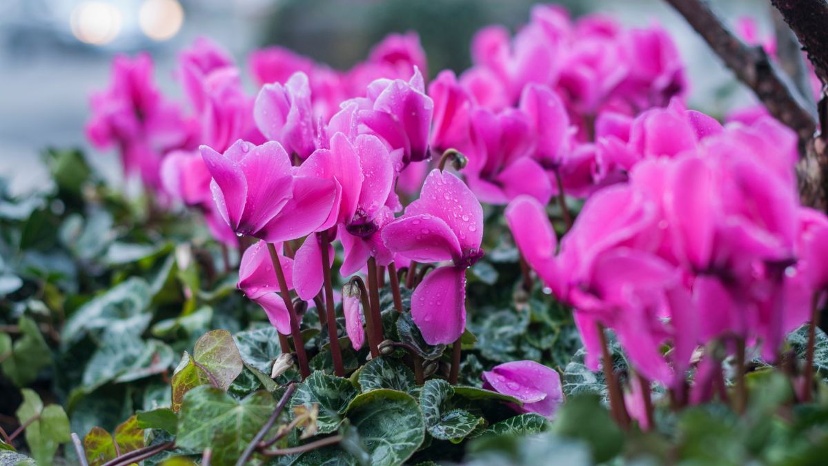 シクラメンの花が咲かない理由