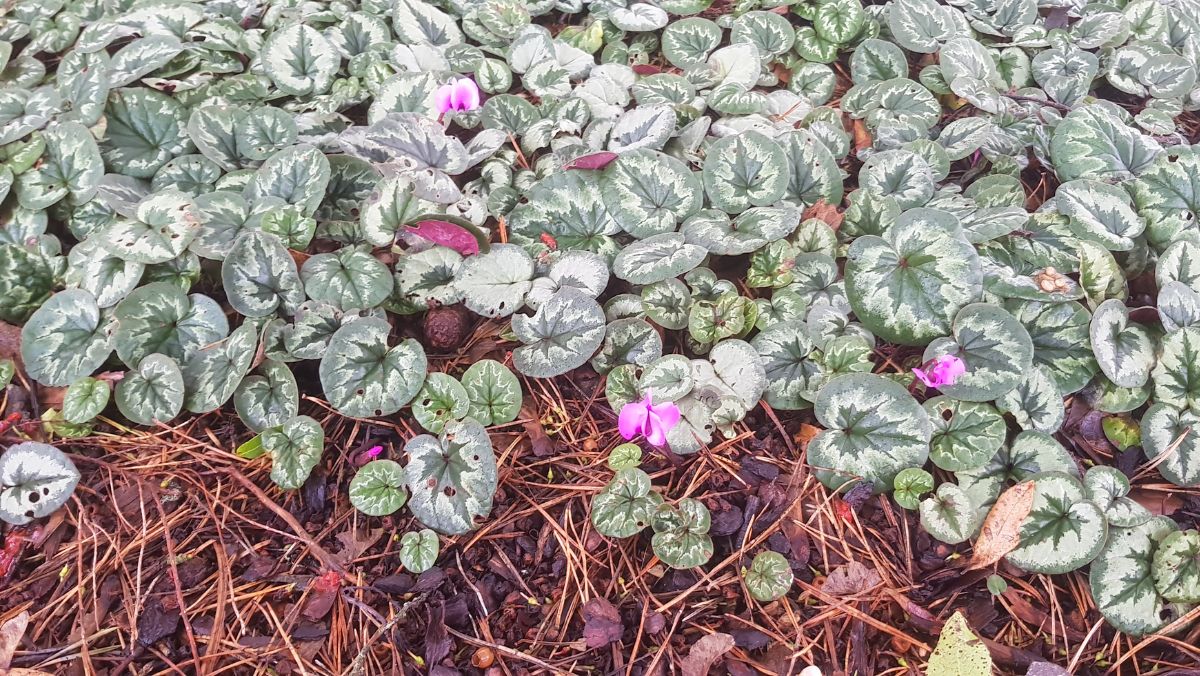 シクラメンの花が咲かない理由