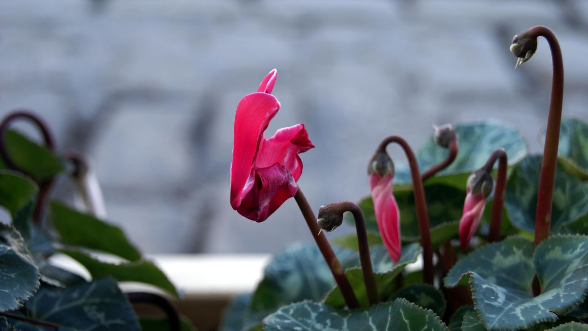 シクラメンの花が咲かない理由