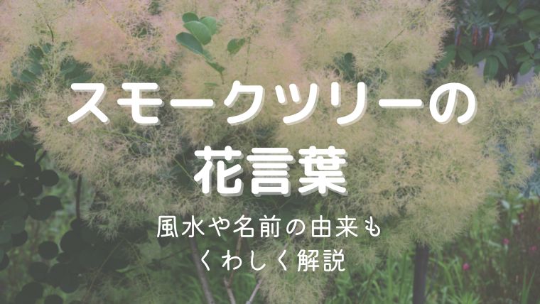 スモークツリー（ハグマノキ）の花言葉！風水や名前の由来も解説