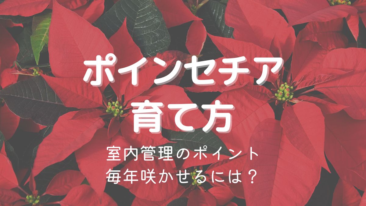 ポインセチアの育て方！室内管理のポイントと毎年咲く夏の過ごし方