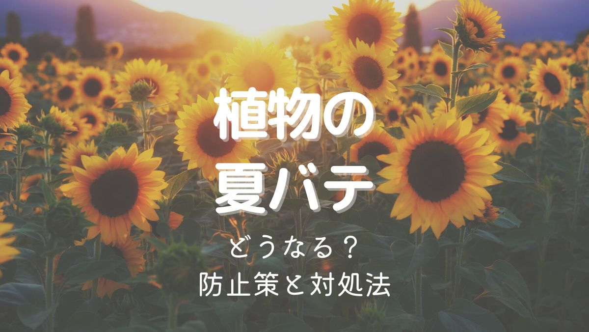 植物が夏バテするとどうなる？防止策や対処法をくわしく解説