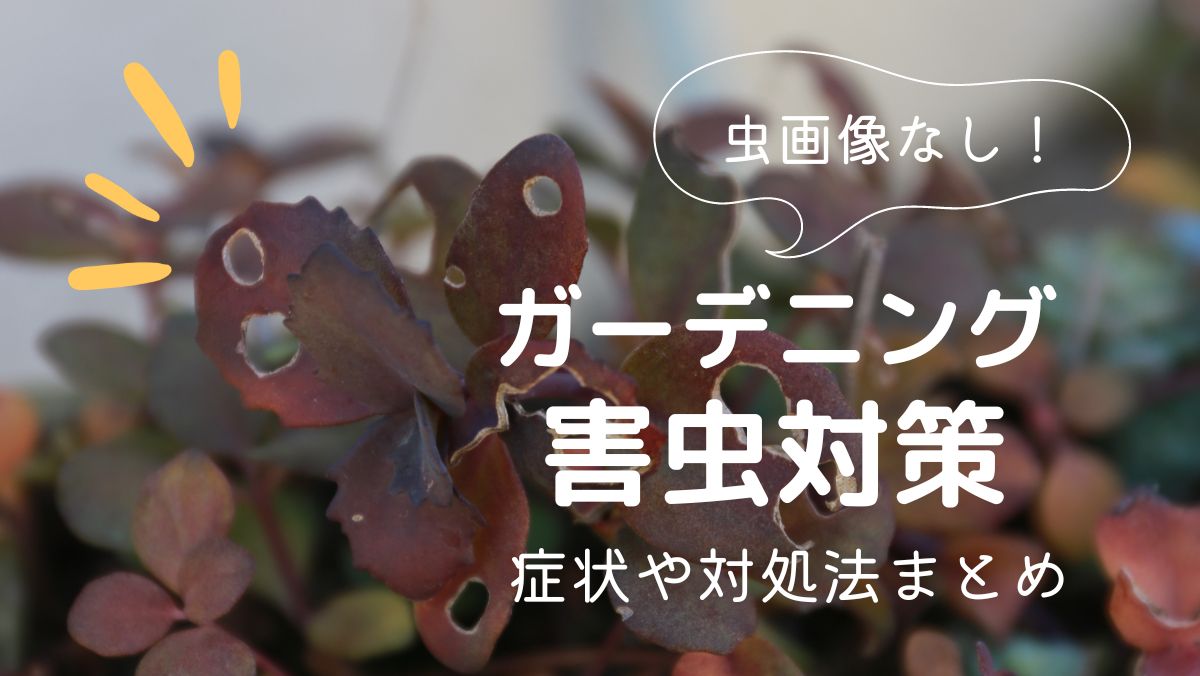 【虫画像なし】ガーデニングの害虫対策！症状や対処法まとめ