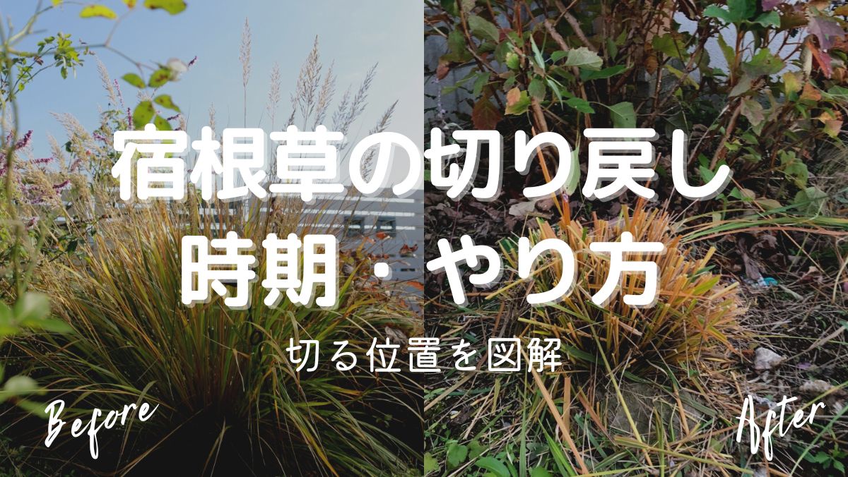 冬の宿根草の切り戻しの時期とやり方を図解！枯れたらどうする？