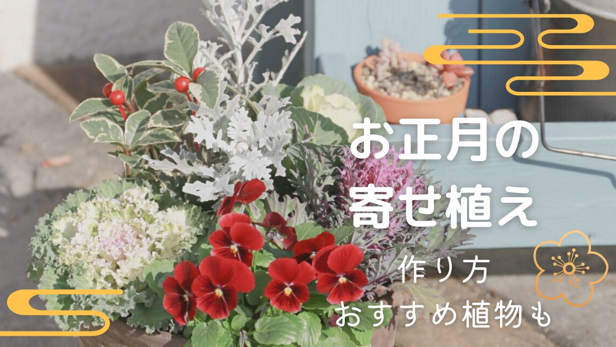 お正月の寄せ植えの作り方！葉牡丹やビオラなどで簡単！玄関前に飾ろう