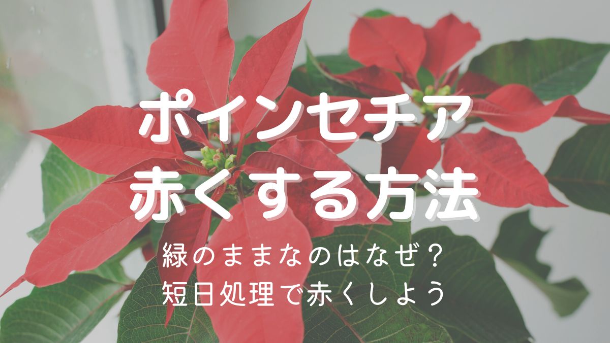 ポインセチアを赤くする方法は短日処理！やり方や時期を詳しく解説