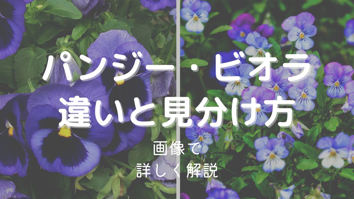 パンジーとビオラの違いは？本当は同じ？見分け方を画像で解説