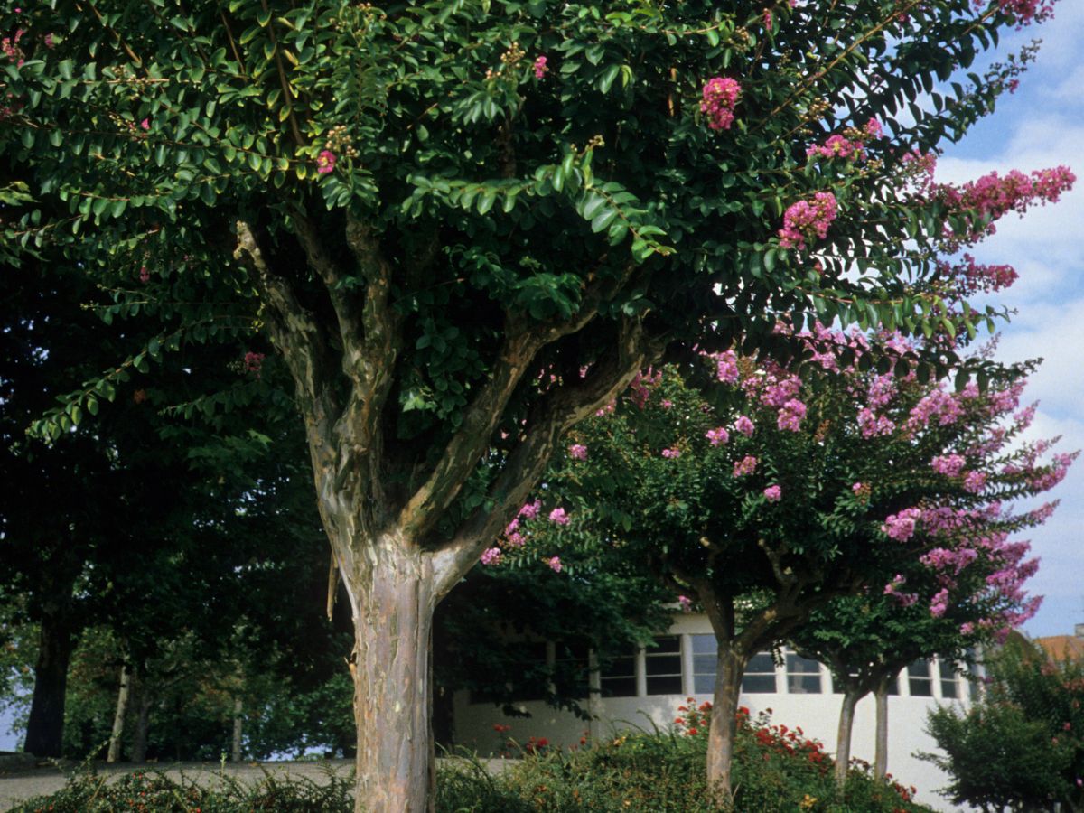 百日紅を植えてはいけないと言われる理由