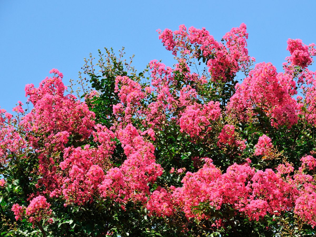 百日紅を植えてはいけないと言われる理由