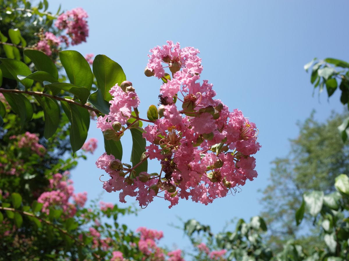 百日紅を植えてはいけないと言われる理由