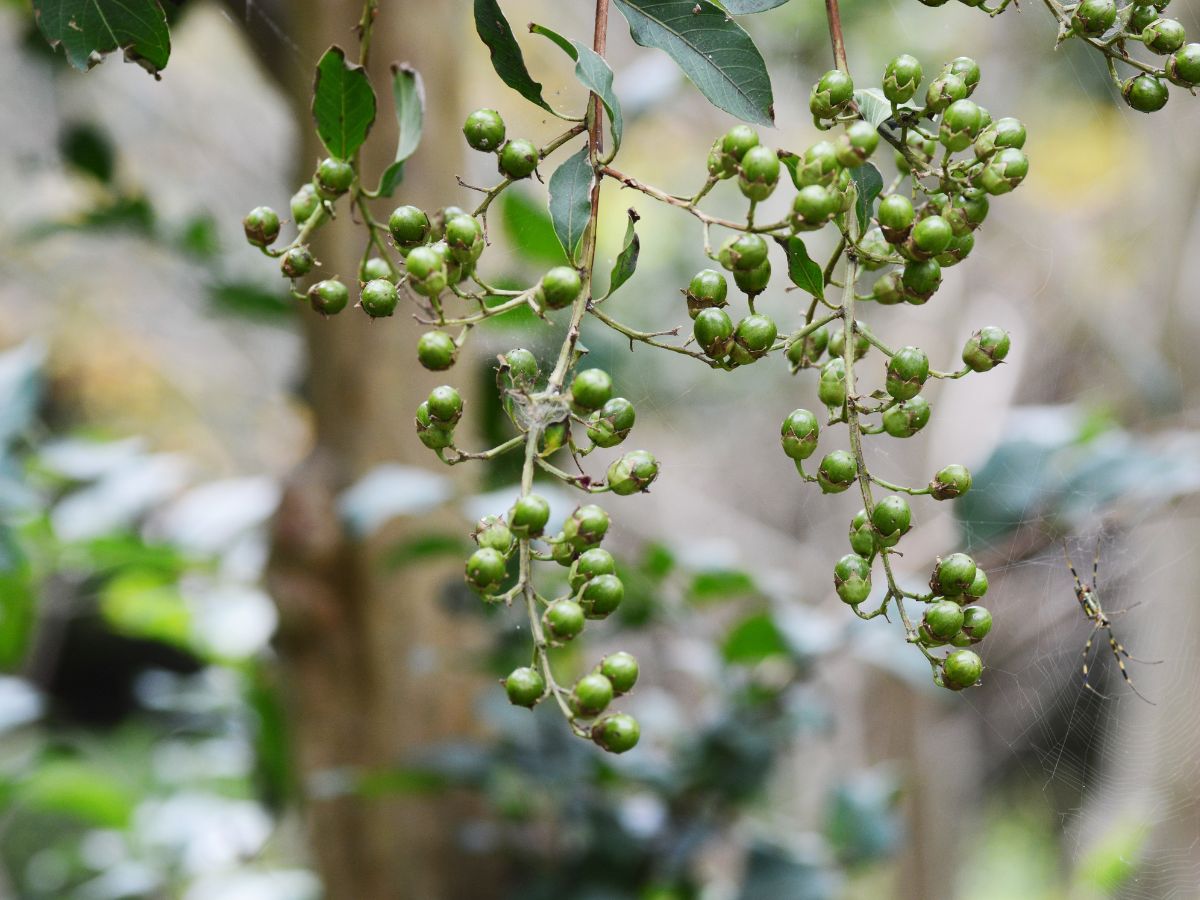 百日紅を植えてはいけないと言われる理由