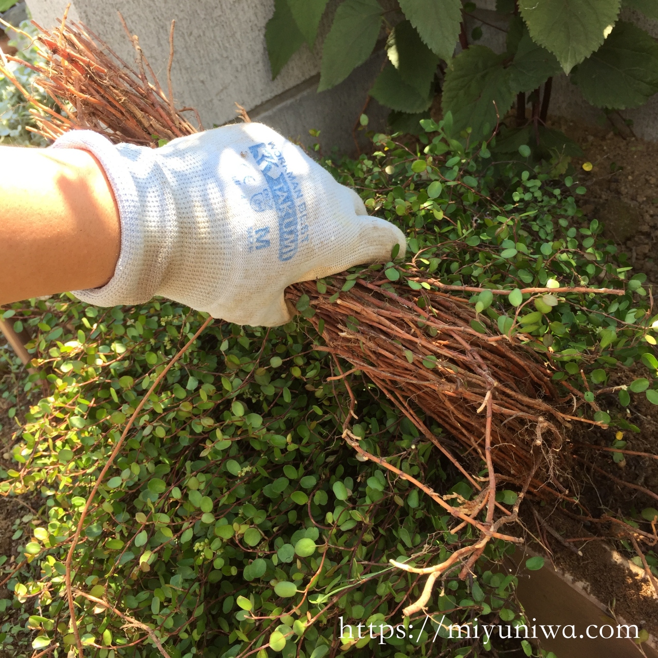 ワイヤープランツを地植えにすると増えすぎてヤバい