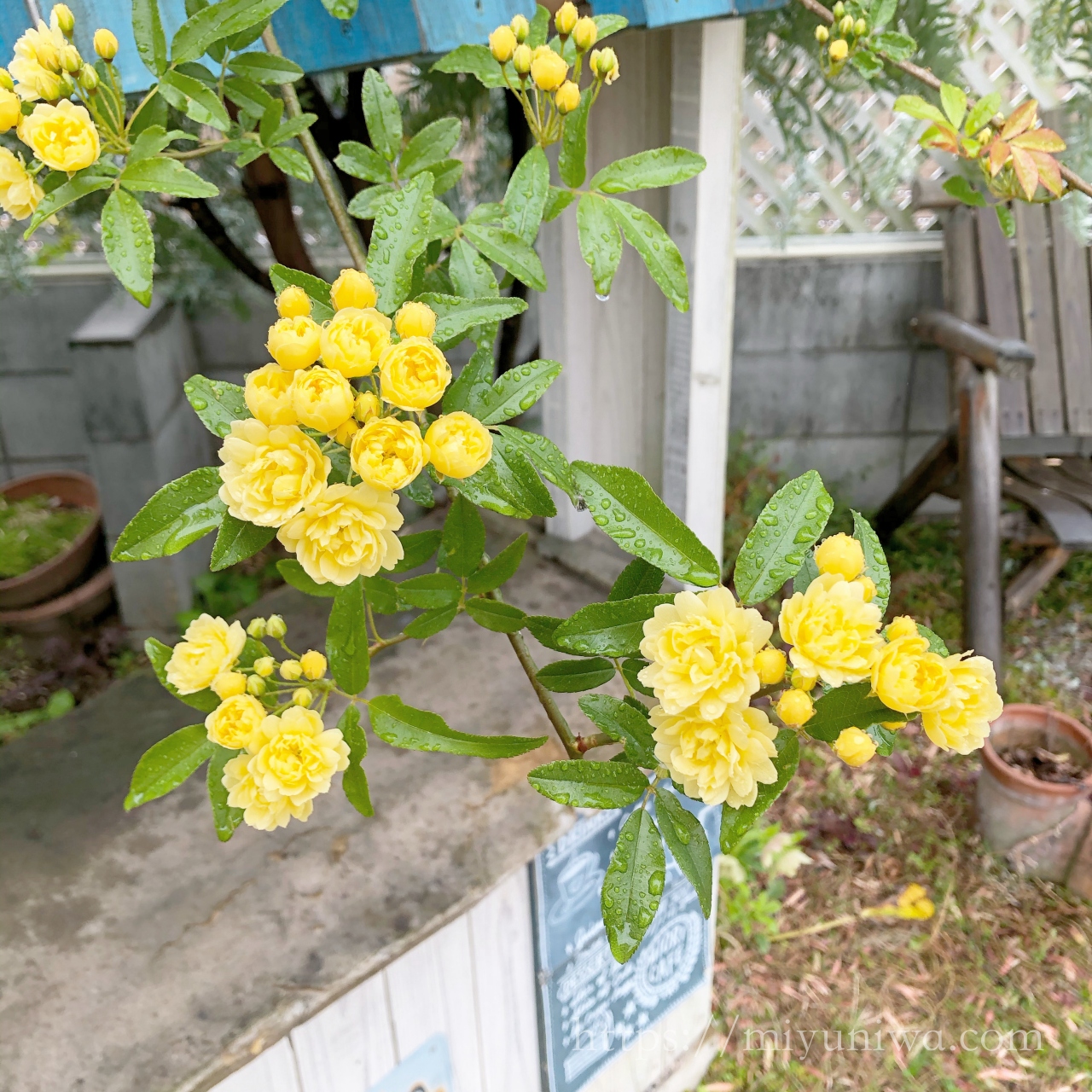 モッコウバラを植えてはいけない理由