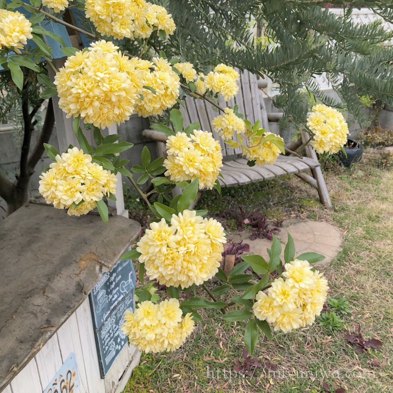 モッコウバラを植えてはいけない理由