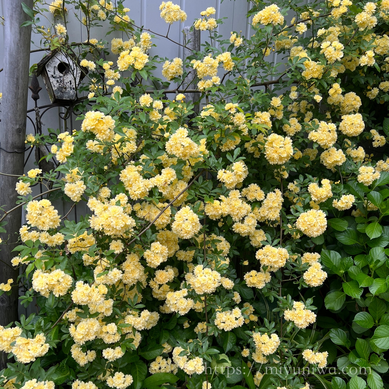 モッコウバラを植えてはいけない理由