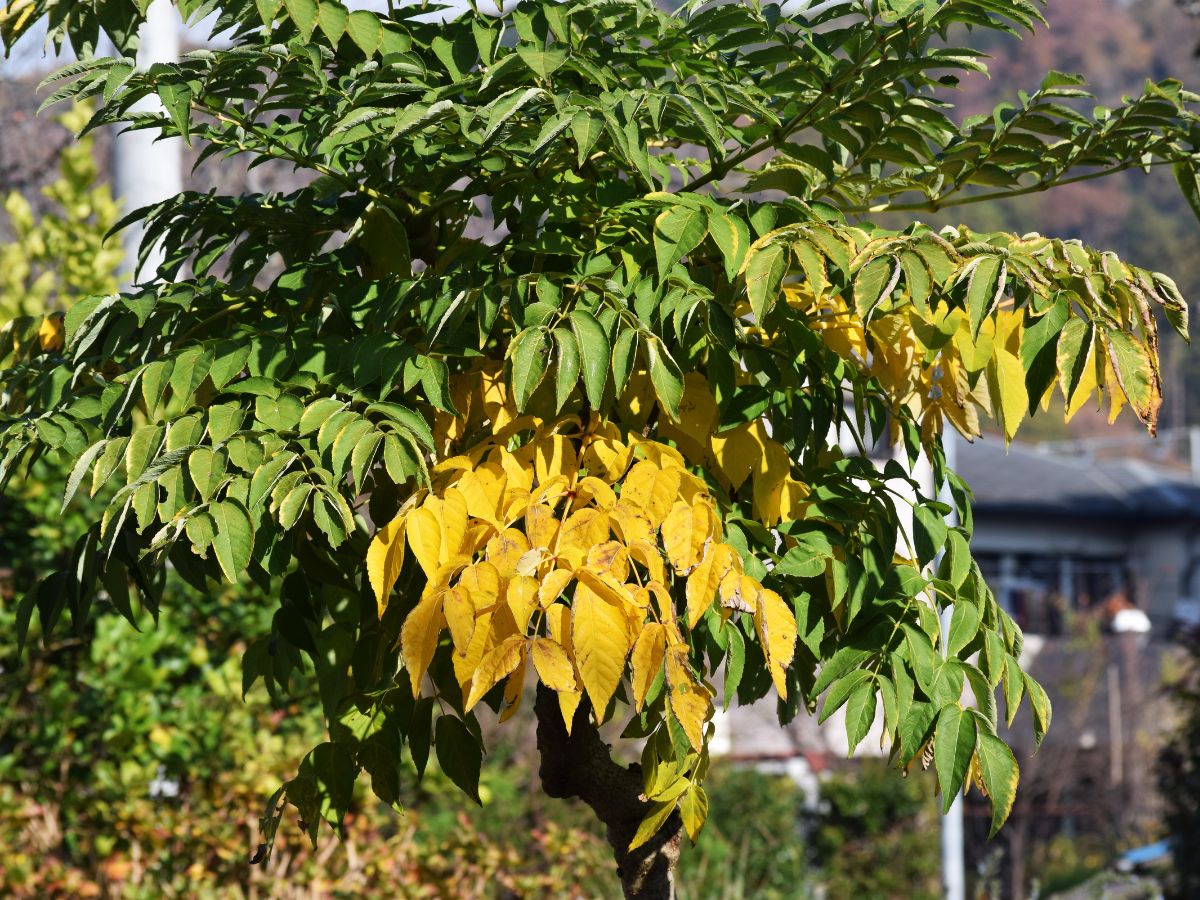 タラの木を植えてはいけない理由