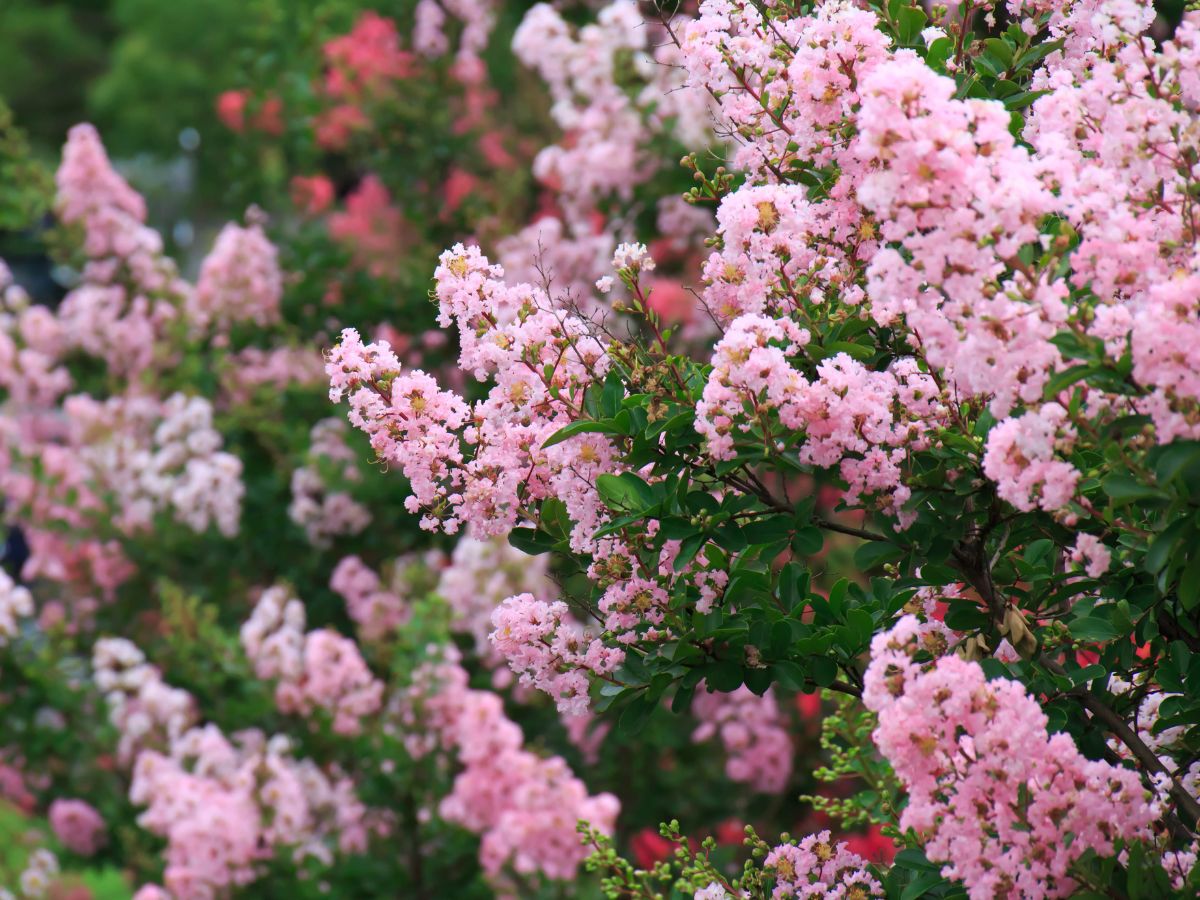 サルスベリを植えてはいけない理由