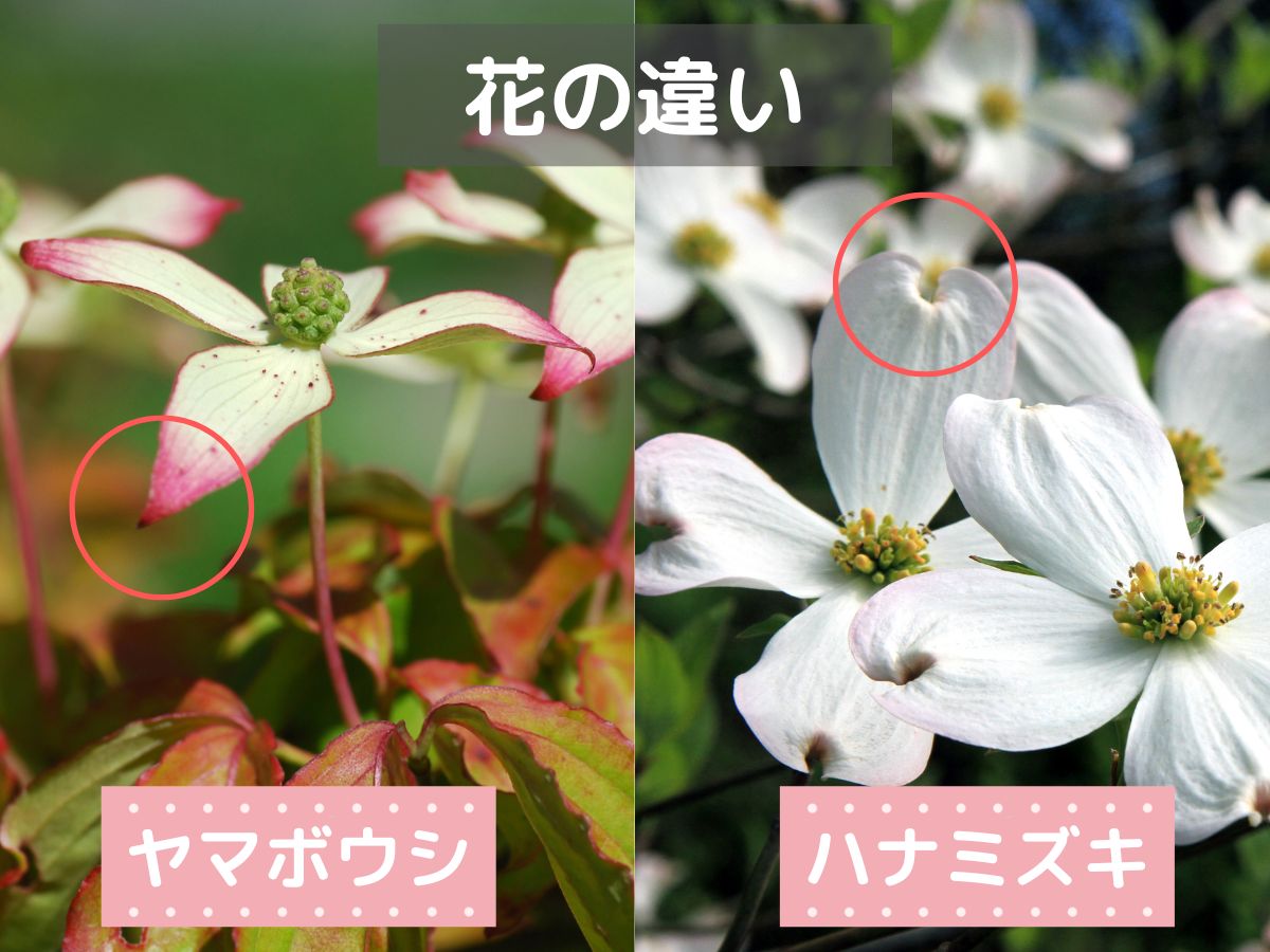 ヤマボウシとハナミズキの花と開花時期の違い