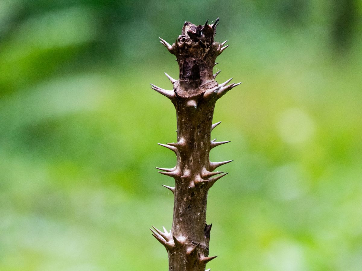 タラの木を植えてはいけない理由