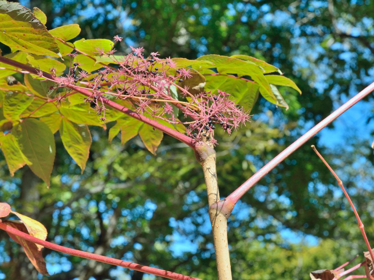 タラの木を植えてはいけない理由