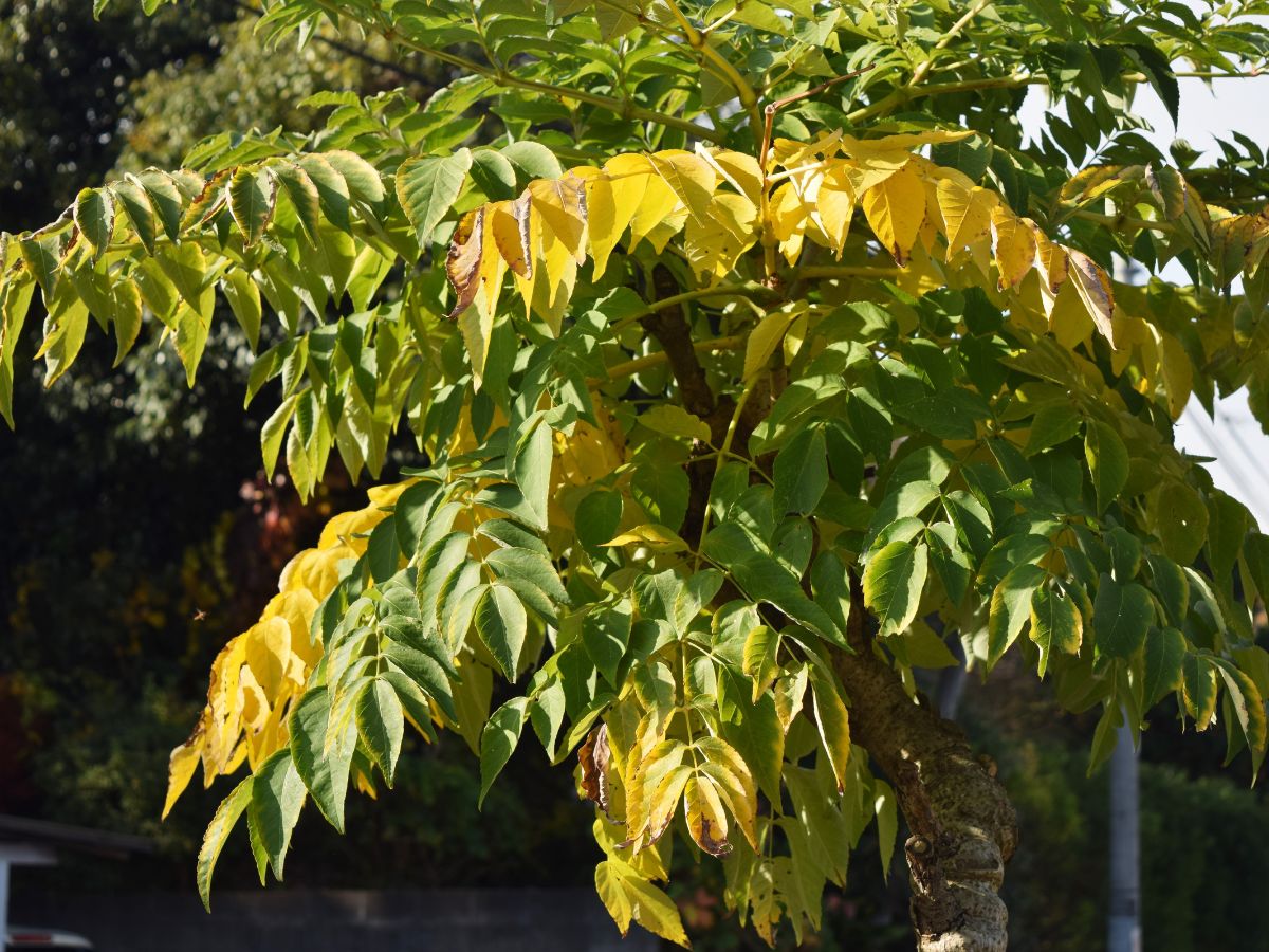 タラの木を植えてはいけない理由