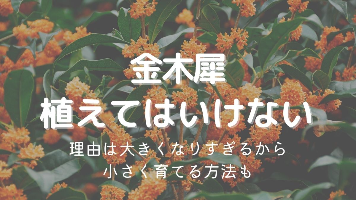 金木犀を植えてはいけない理由は大きくなりすぎるから！小さく育てるには？