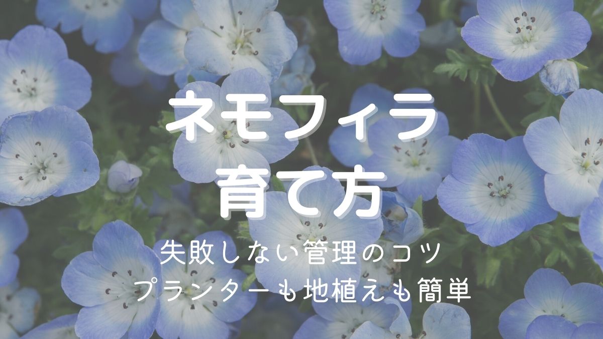 ネモフィラの育て方！失敗しない管理のコツを紹介！プランターも地植えも簡単