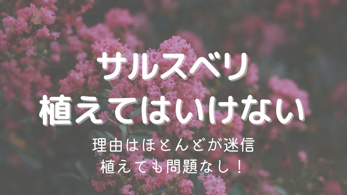 百日紅を植えてはいけない理由は迷信！シンボルツリーにおすすめ