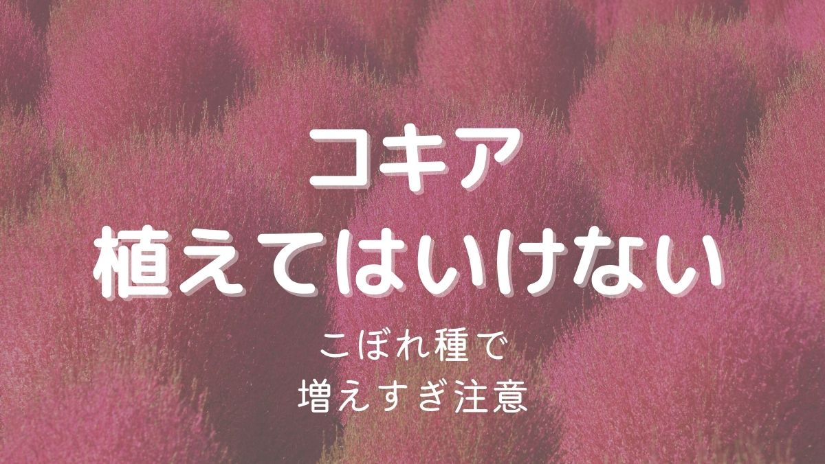 コキアを植えてはいけない理由はこぼれ種で増えすぎるから！木質化にも注意