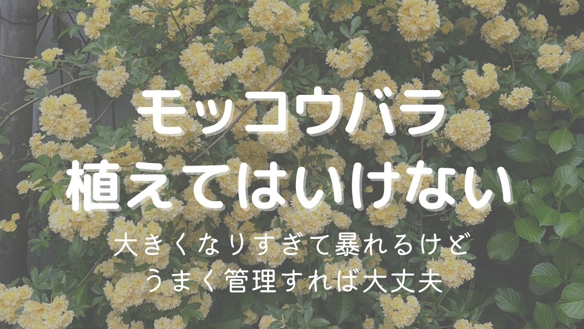 モッコウバラを植えてはいけない理由は大きくなり暴れるから！小さく育てるコツは？