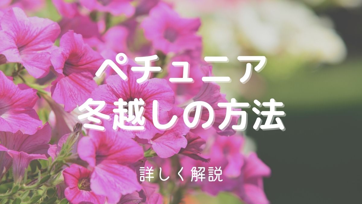 ペチュニアの冬越し方法！切り戻しや置き場所などコツをわかりやすく解説！