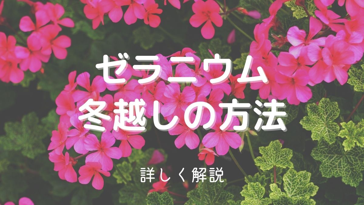 ゼラニウムの冬越し方法！置き場所など管理のコツを詳しく解説