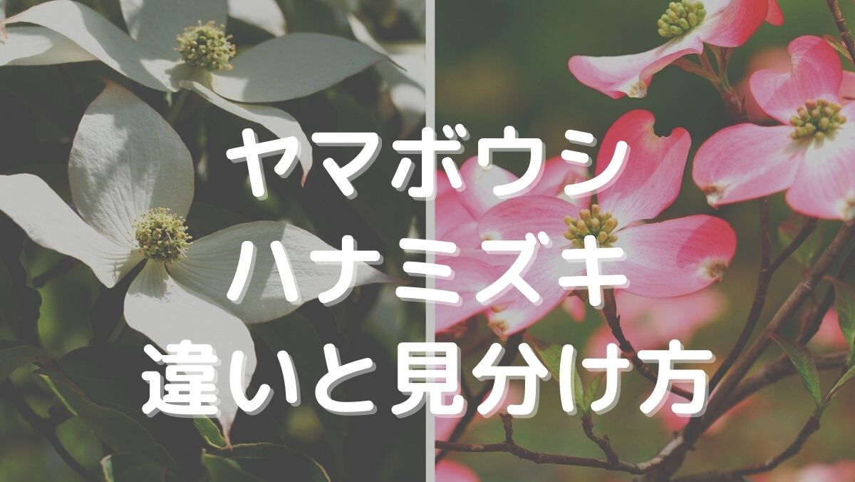 ヤマボウシとハナミズキの違いを見分ける方法は花・実・葉・樹皮の4つ！詳しく解説