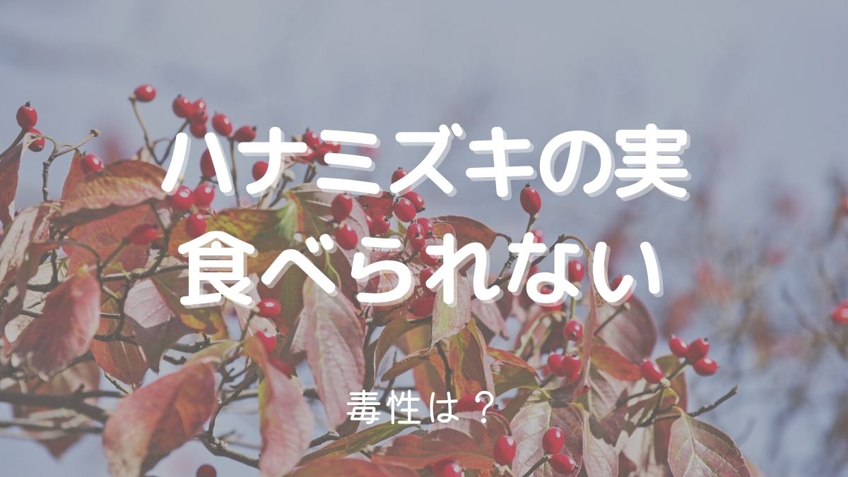 ハナミズキの実は食べることができないので注意！毒性はある？