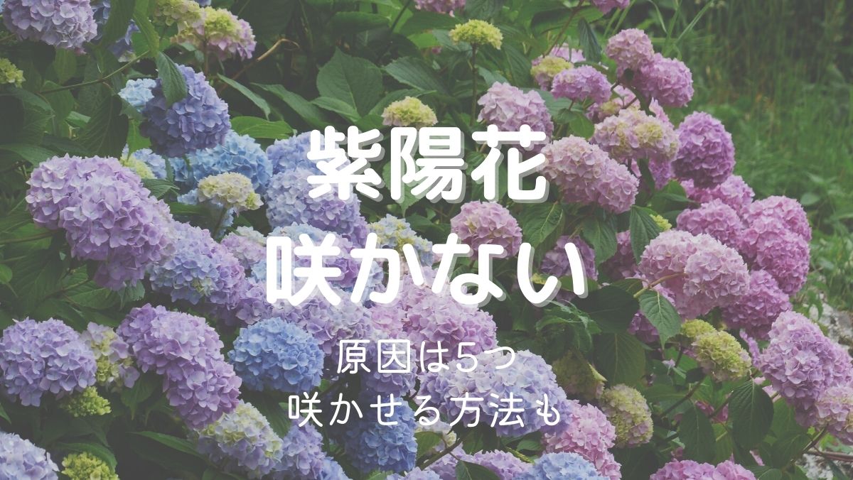 紫陽花の花が咲かない理由5つ！開花させるための対処法をくわしく解説