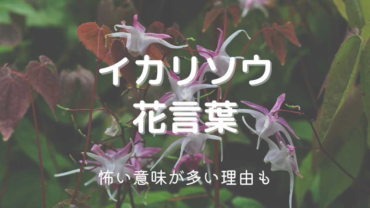 イカリソウの花言葉が怖い！？プレンゼントは要注意