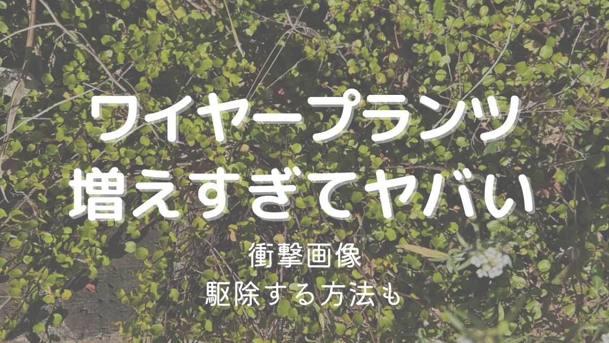 ワイヤープランツの地植えは増えすぎるから危険！駆除するコツを解説