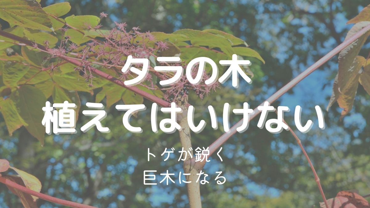 タラの木を植えてはいけない理由はトゲが鋭く巨木になるから！対処法は？