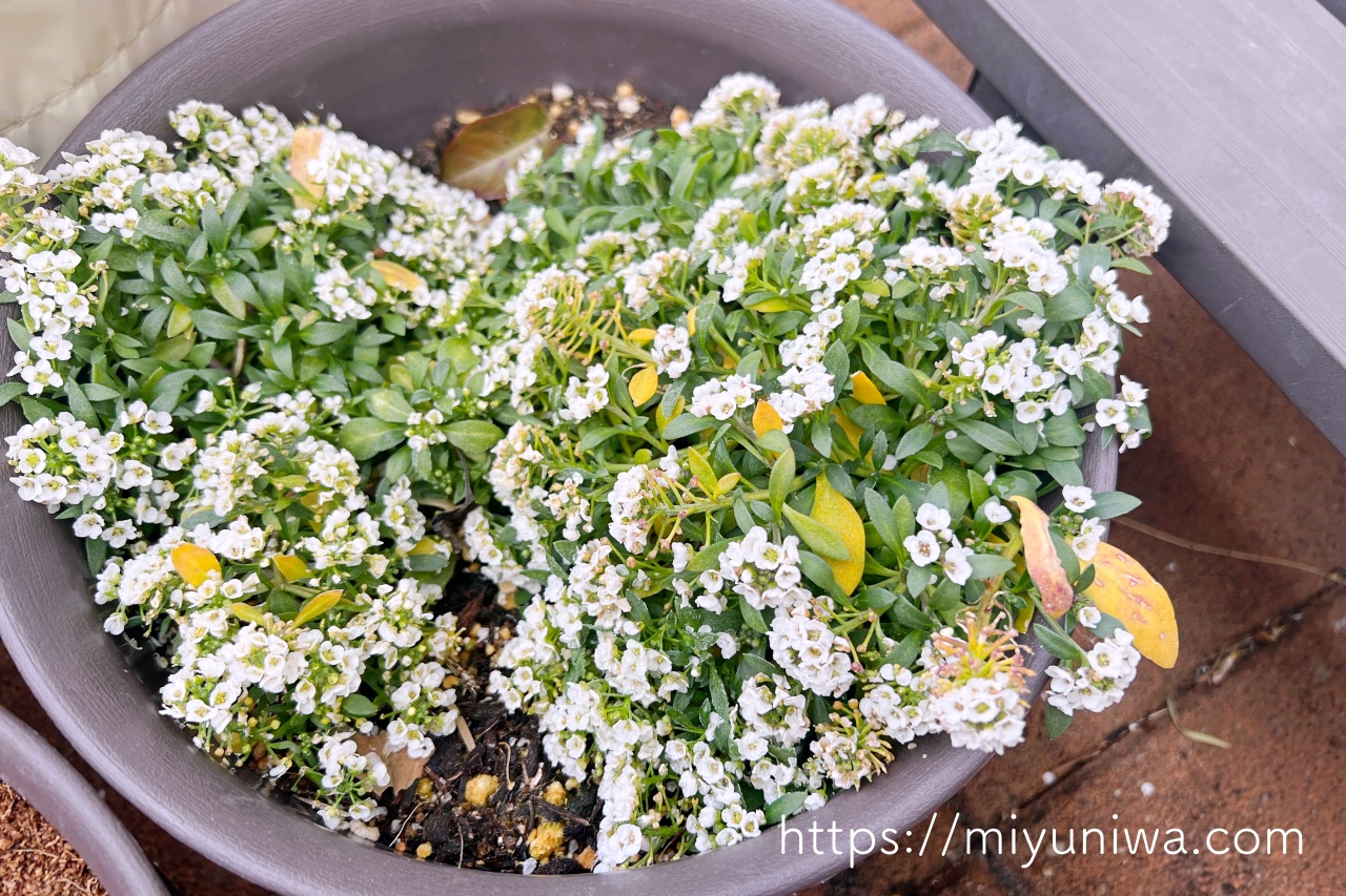 アリッサムの花が咲かない原因は肥料不足