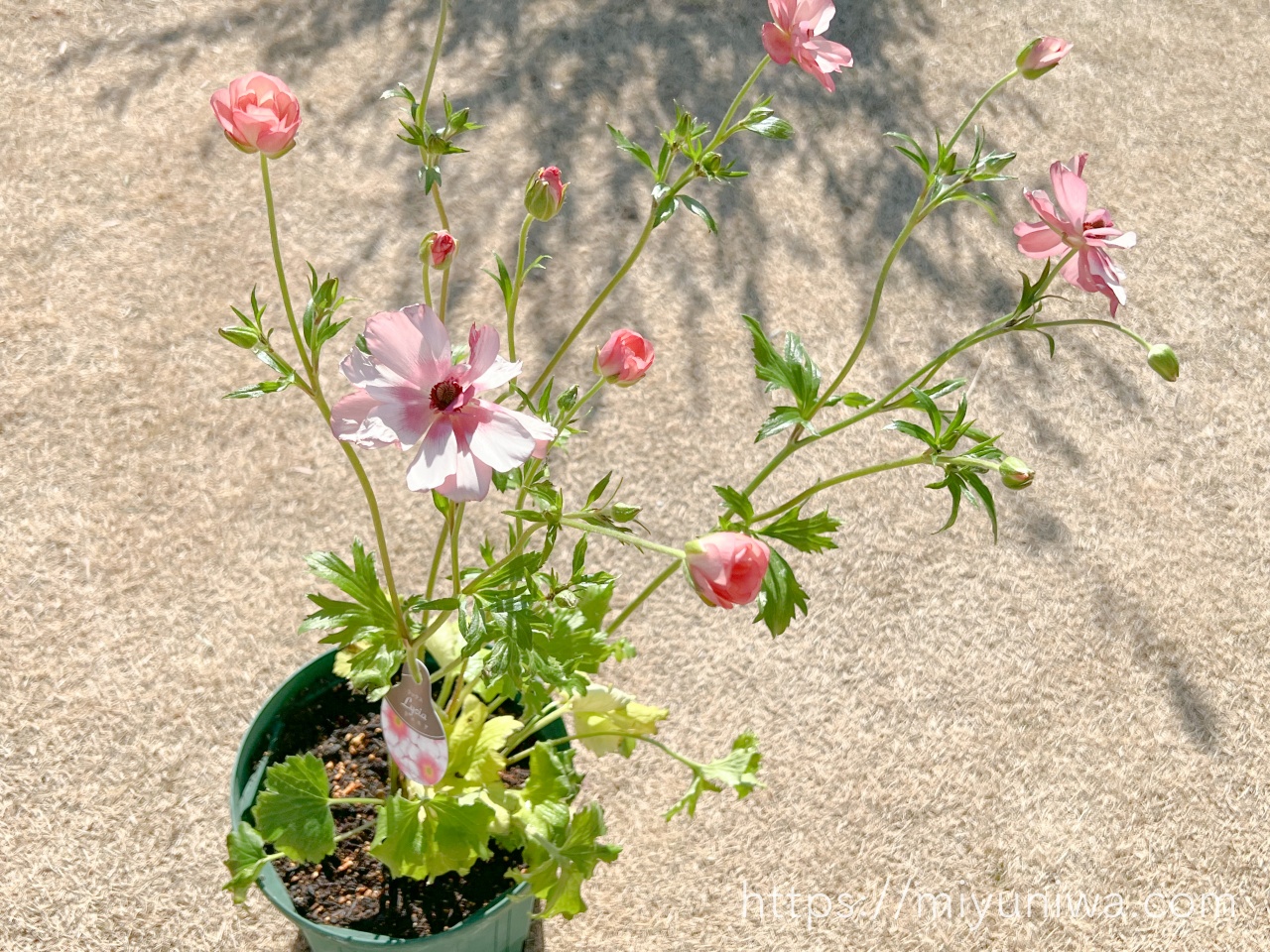 植え替える前のラナンキュラスラックス