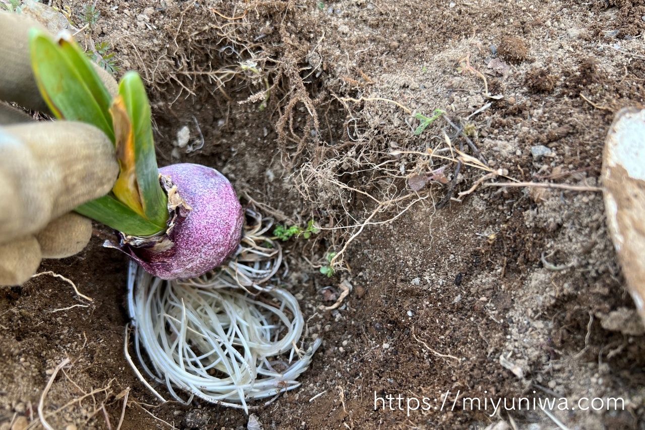 ヒヤシンスの水栽培が終わったらどうする？球根を地植えする